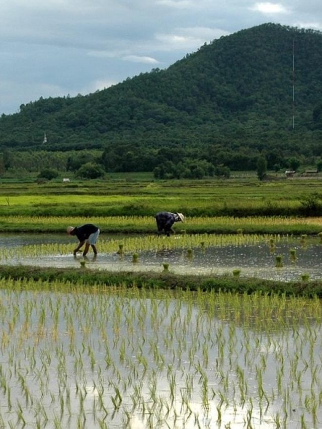 धान की रोपाई के बाद इन बातों का नहीं रखा ध्यान तो बर्बाद हो जाएगी फसल!