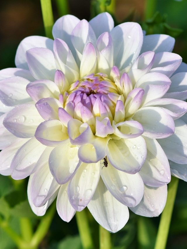 घर पर लगाएं लम्बे समय तक खिले रहने वाले ये फूल, आसान है देखभाल और लगाने का तरीका