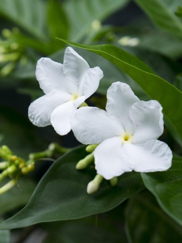 फूलों से भर जाएगा मोगरा का पौधा, ग्रोथ के लिए डालें बस ये एक चीज