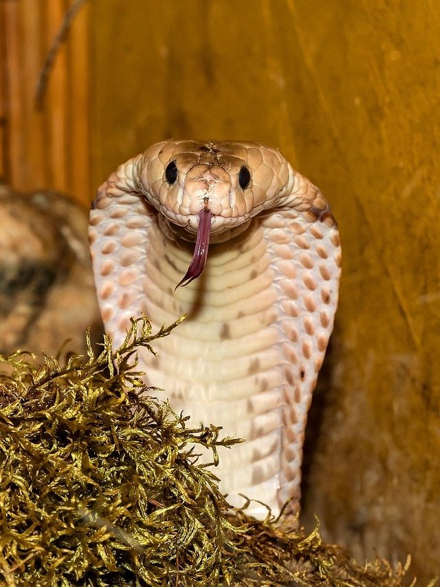 कितना खतरनाक होता है कोबरा का जहर? किसी को काट ले तो क्या होगा