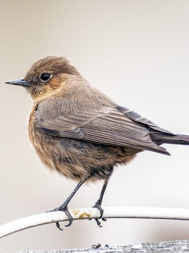 शुभ संकेत है इन पक्षियों का घर में आना, हमेशा खुशहाल रहता है जीवन
