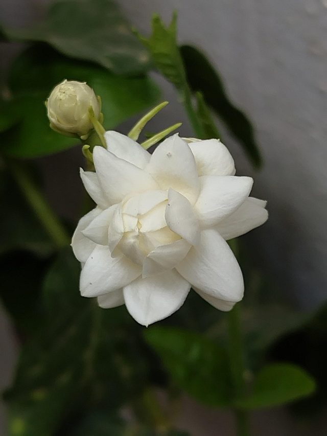 5-6 दिनों में फूलों से भर जाएगा मोगरे का पौधा, बस फॉलो करें ये दो टिप्स