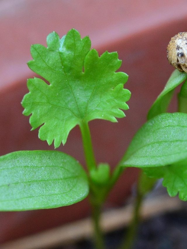 घर में आसानी से उगाएं धनिया का पौधा, ये है तरीका