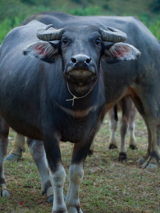 सस्ते में शुरू करना है भैंस पालन? तो जाने लें ये तरीका