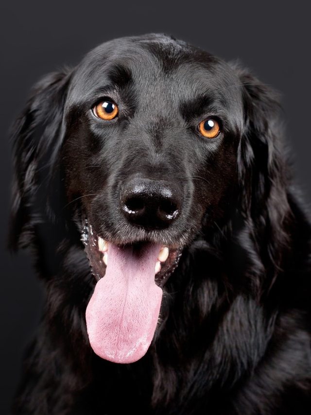 'कुत्ते की मौत मरेगा...' कभी सोचा है आखिर ऐसा क्यों कहा जाता है?