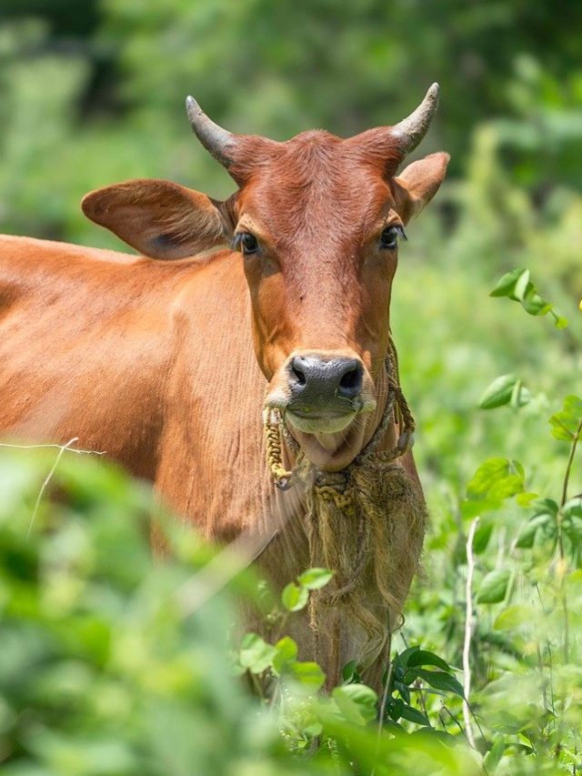 बाल्टी भर-भर दूध देती हैं गाय की ये नस्लें, जानें 6 बेस्ट देसी ऑप्शन