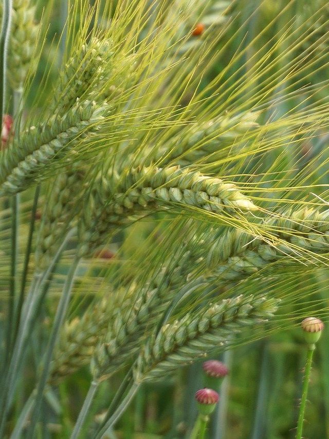 बरसात में बर्बाद न हो जाए आपकी फसल, बस इन 3 बातों का रखें ख्याल