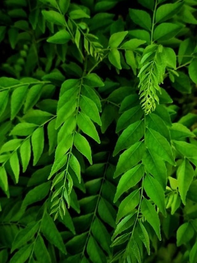 मुरझाने लगा करी पत्ता? घर की इन चीजों का करें इस्तेमाल, खिल उठेगा पौधा