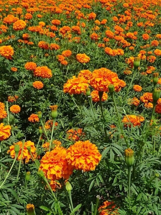 बरसात में सता रहे कीड़े-मकोड़े... घर में लगा लें ये खुशबूदार पौधे, दूर होगी परेशानी