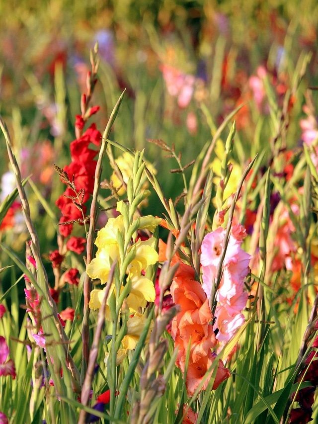 Bouquet में लगने वाले इन फूलों की करें खेती, सिर्फ 3 महीने में लाखों की कमाई