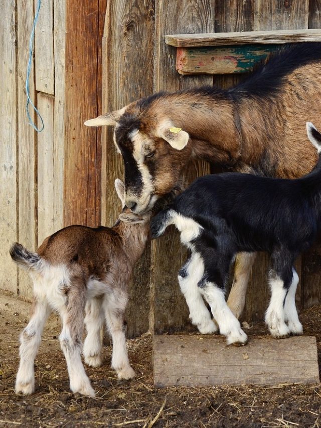 शुरू करना है बकरी पालन? तो ये हैं 4 बेस्ट ऑप्शन
