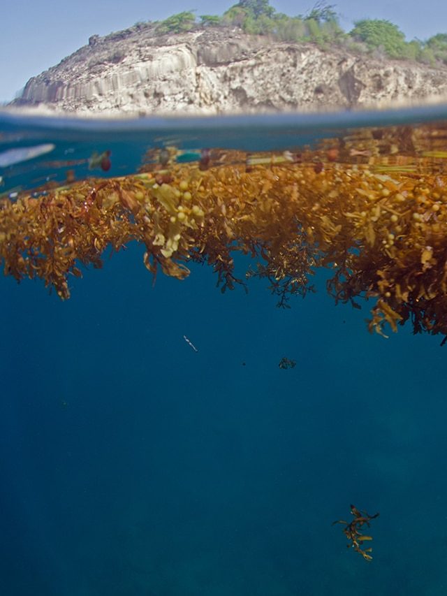 The Sea with no shores: Sargasso, a mystery in the middle of the Atlantic