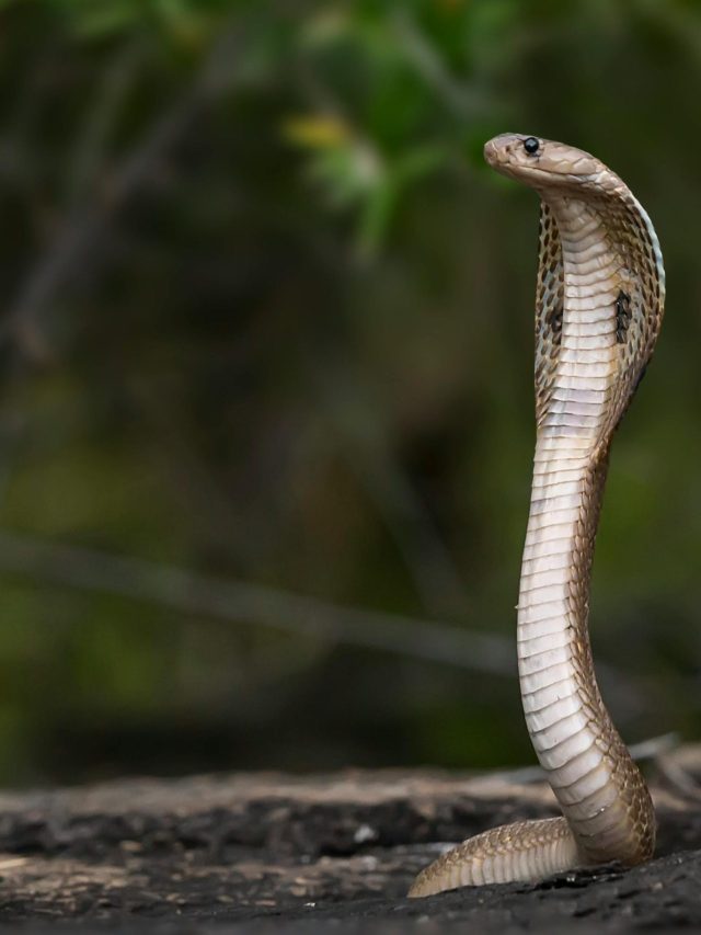 क्या सच में नागिन आंखों में कातिल की तस्वीर कैद कर लेती है?