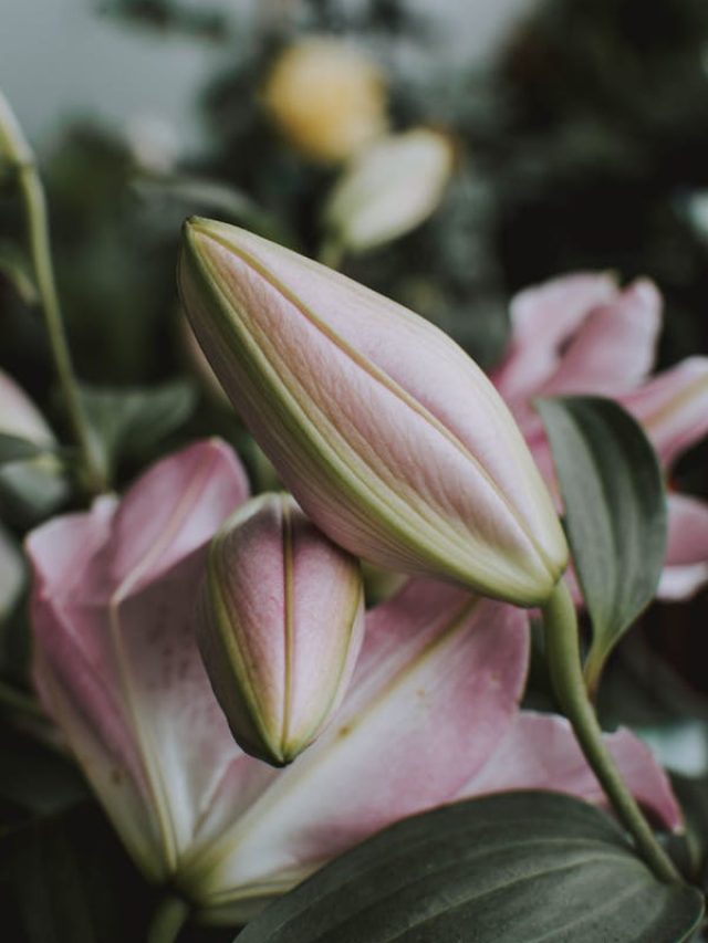 गार्डन में लगाना है लिली का पौधा, इन बातों का रखें ख्याल