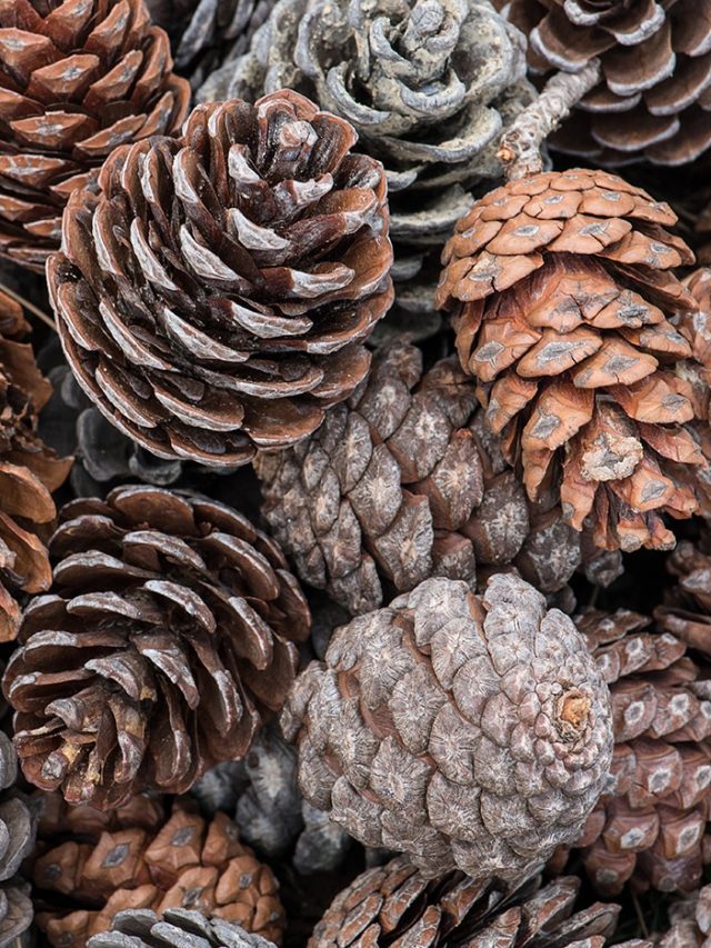 God’s fingerprint? Why Fibonacci numbers appear in pinecones, flowers, and DNA