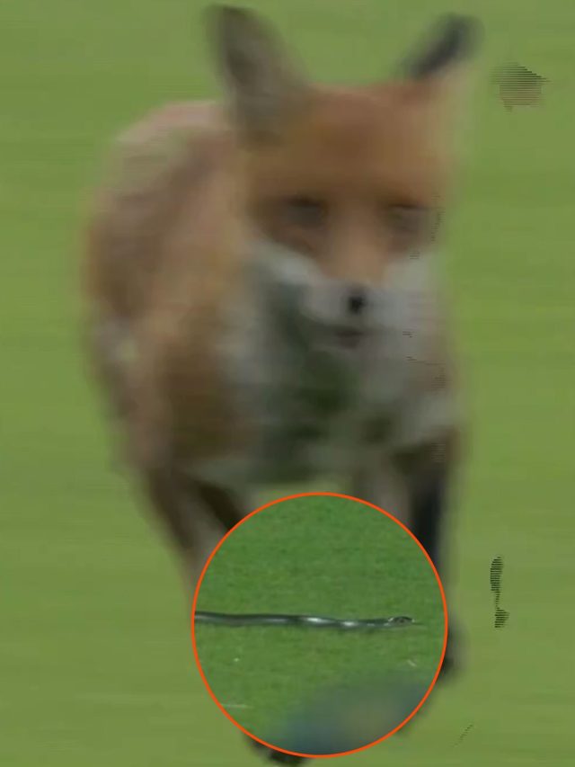 सांप-कुत्ता नहीं... क्रिकेट के मैदान में घुसा ये जानवर, ख‍िलाड़ी रह गए सन्न, VIDEO