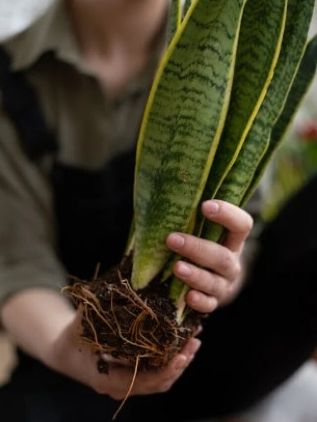 बरसात में खराब हो रहा स्नेक प्लांट? तो इन बातों का रखें ख्याल
