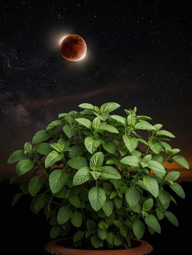 पितृपक्ष पर आज चंद्र ग्रहण का संयोग, भूलकर भी न करें तुलसी से जुड़ी गलतियां