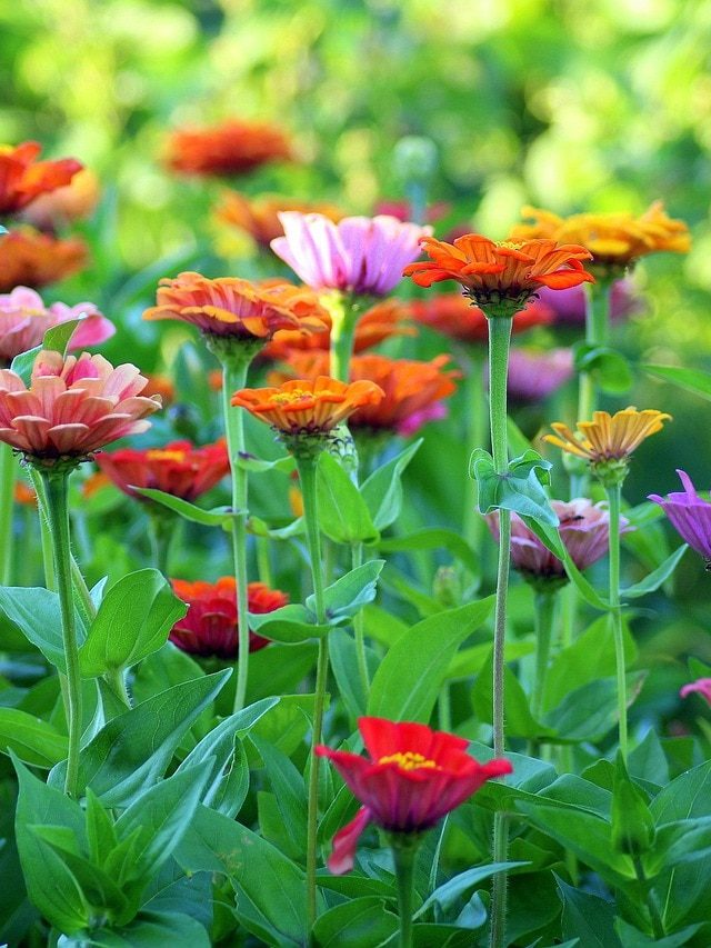 ये हैं 10 सबसे टफ फूल, गर्मी-बारिश भी बेअसर, गमले में जरूर लगाएं