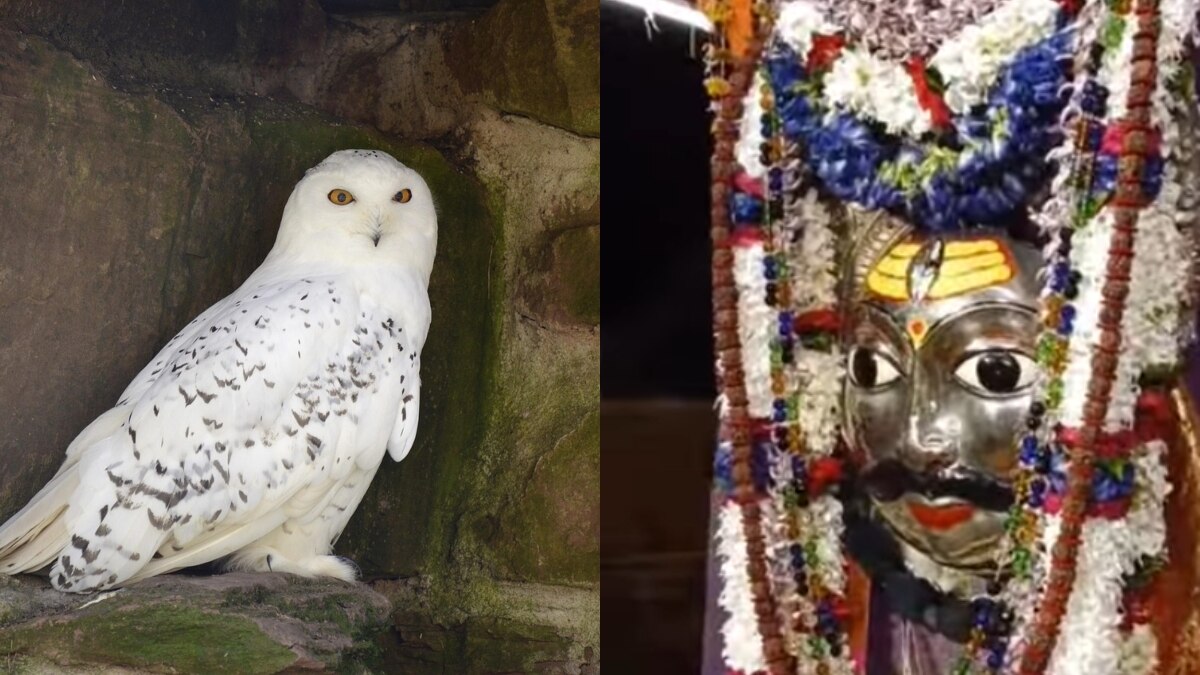 काशी विश्वनाथ के बाद लाट भैरव पर दिखा उल्लू, जानें कितना शुभ है ये संकेत