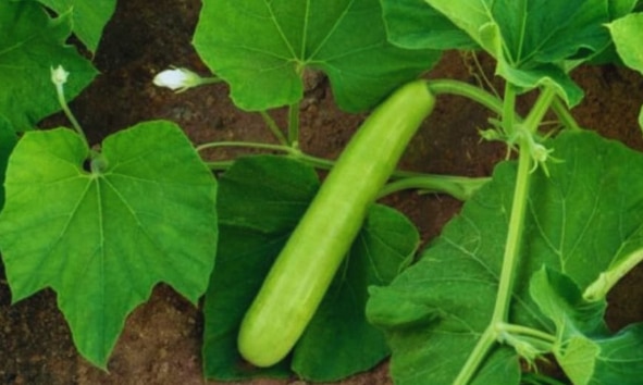 घर की छत या बालकनी...गमले में उगाएं लौकी, बस फॉलो करें ये तरीका