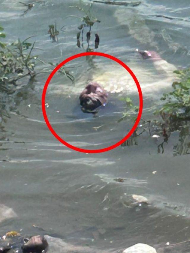 पानी में तैरती जिस लाश को लगाया हाथ... उसने कैसे लगा दी दौड़?