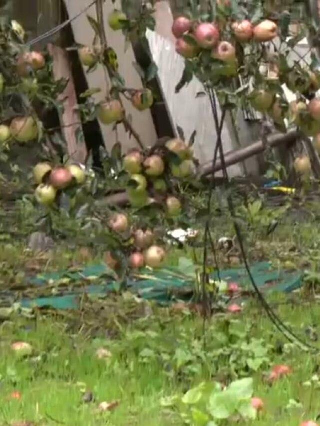 सेब कारोबार पर मौसम की मार, हिमाचल में बर्बाद फसल, देखें हाल