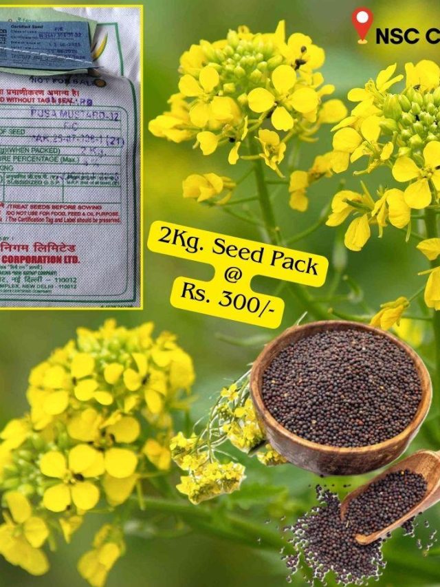 रबी सीजन में करनी है सरसों की खेती? यहां से खरीदें सस्ते बीज