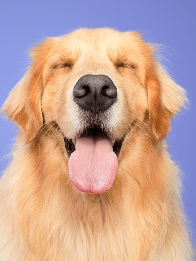 9 Reasons Goldens Win: Why Retrievers top every best-pet list