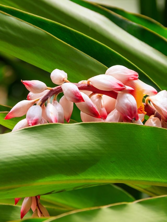 Natural detox to mental clarity: why cardamom leaves are health’s hidden gem