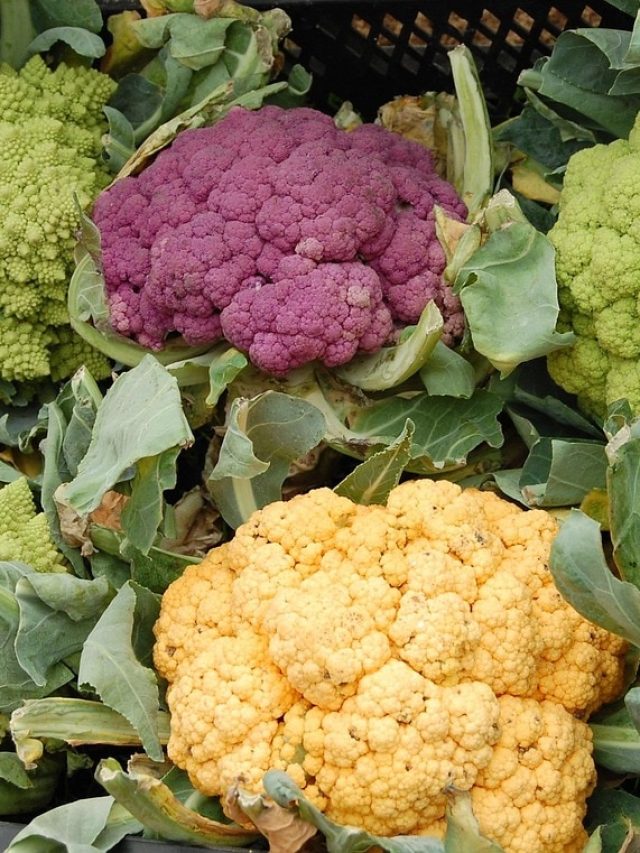 आने वाली हैं सर्दियां, अभी कर लें फूलगोभी की खेती, जानें सही तरीका