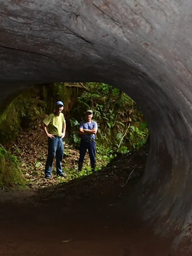 Not Man, Not Nature, Then Who?: The Ice Age Mystery Beneath South America