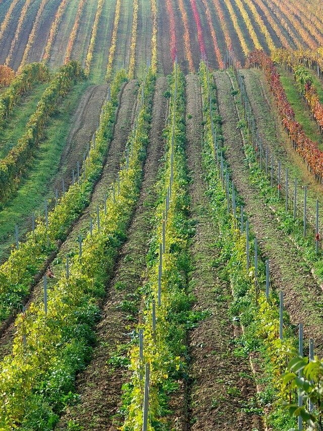 खेत में सब्जी उगाने से पहले जरूर करें ये काम, बढ़िया होगी पैदावार