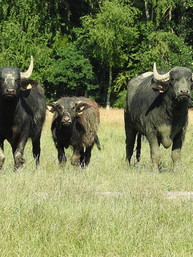 बरसात के बाद पशुओं पर पैरासाइट अटैक का खतरा, ऐसे करें रोकथाम