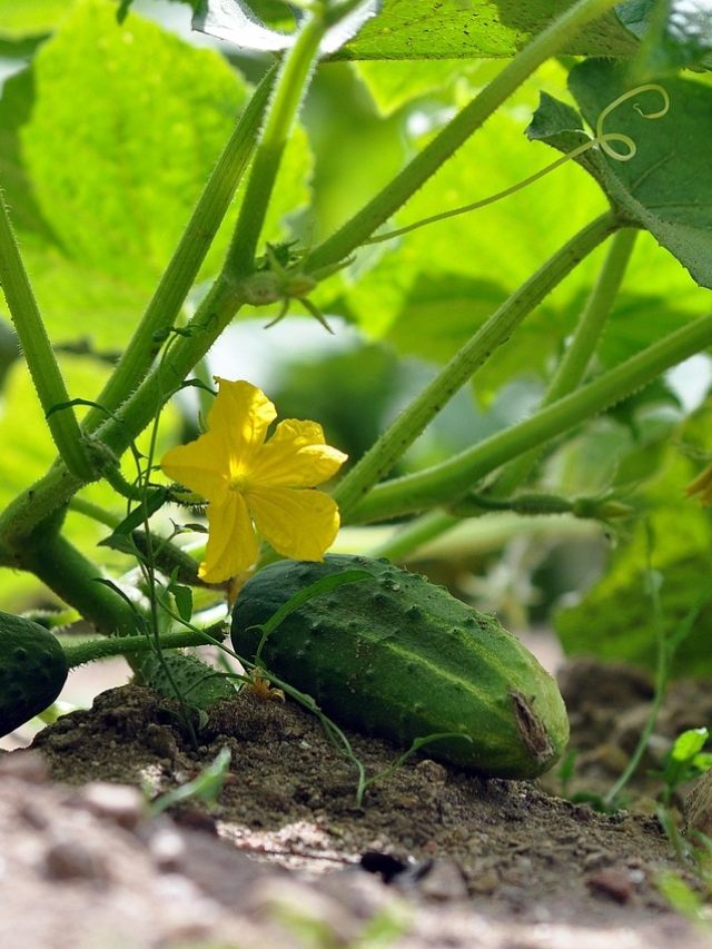 कहीं भूरे तो नहीं पड़ रहे खीरे के पत्ते? हो सकता है नुकसान