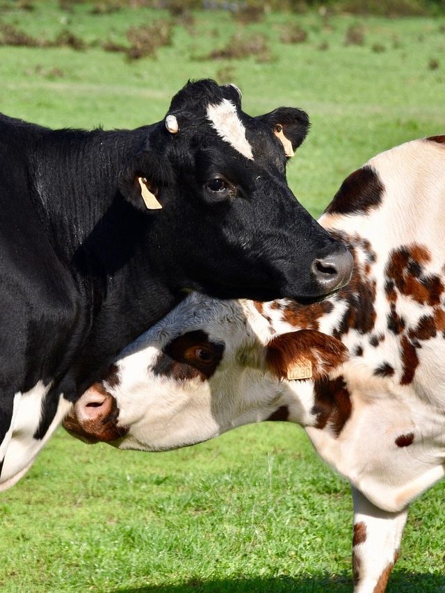 मॉनसून में कम हो गई गाय-भैंसों की भूख? अपनाएं ये टिप्स, बाल्टी भर-भर देंगी दूध