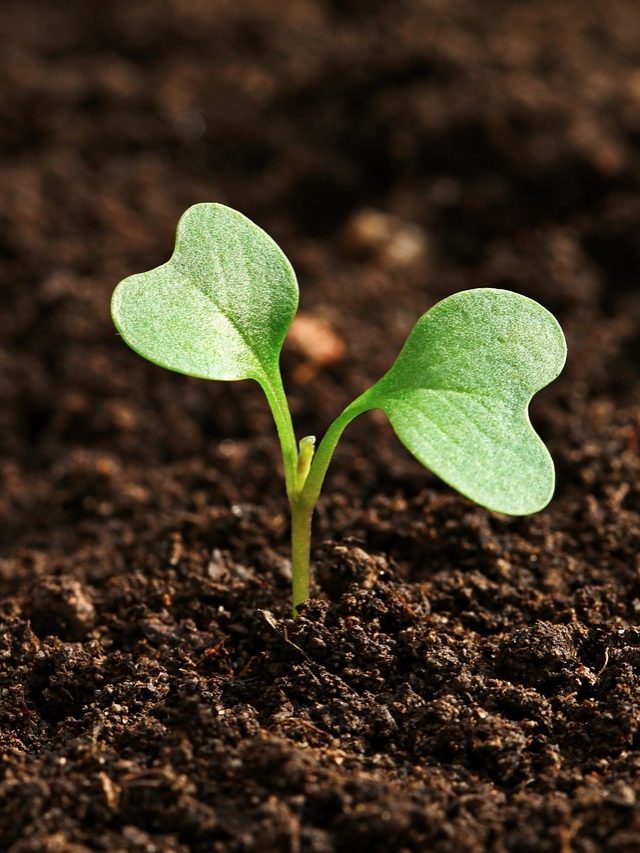 पृथ्वी पर सबसे पहले कौन-सी सब्जी लगाई गई थी?