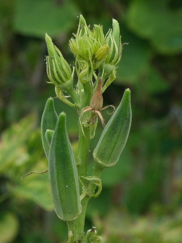 घर पर गमले में उगाएं भिंडी, खूब होगी पैदावार, बस फॉलो करें ये 5 टिप्स