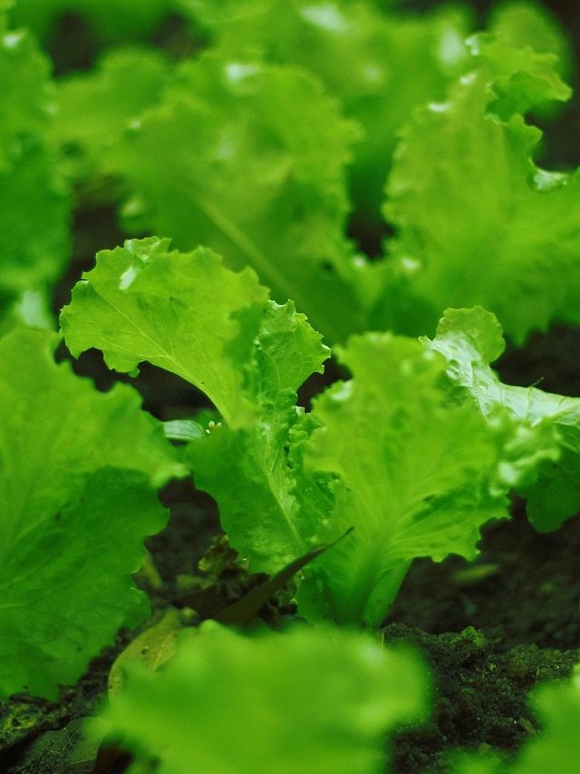 गमले में अभी उगा लें Lettuce, पूरी सर्दी मिलेगी फ्रेश सलाद, ये है तरीका