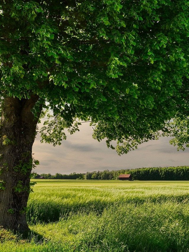 बाढ़-बरसात के दिनों में बकरियों को फसल नहीं, इन पेड़ों का चारा खिलाएं