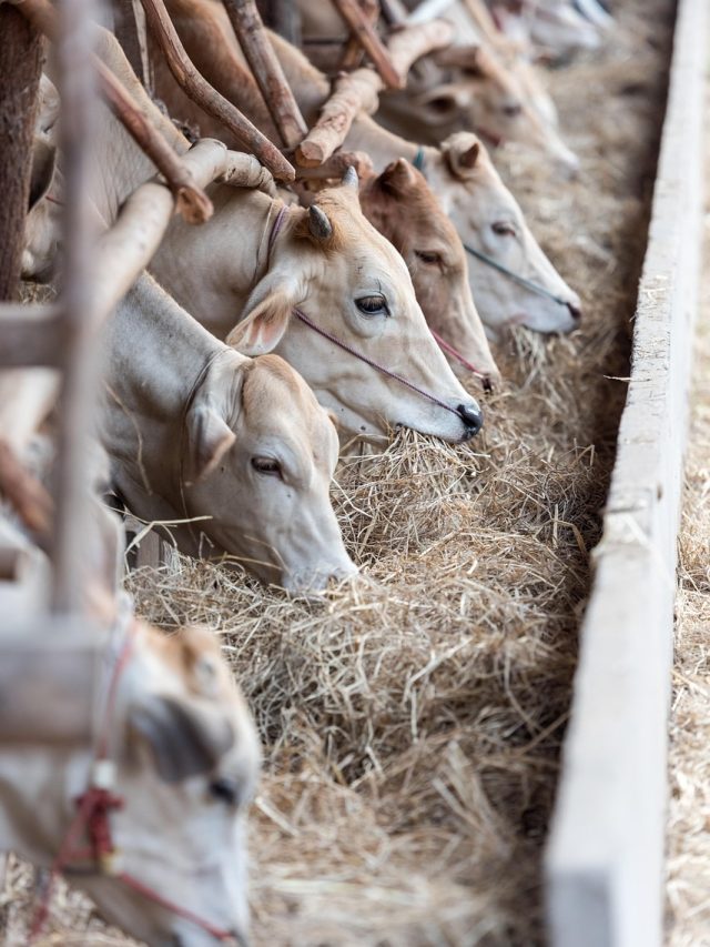 पराली से पशुओं के लिए बनाएं पौष्टिक आहार, ये है तरीका
