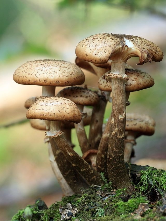 किसानों के लिए फायदे का सौदा हो सकती है मशरूम की खेती, जानिए कैसे