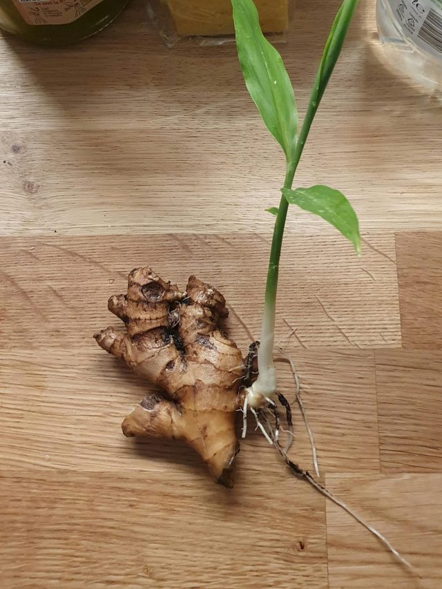 घर में अदरक कैसे उगाएं? जानिए आसान तरीका