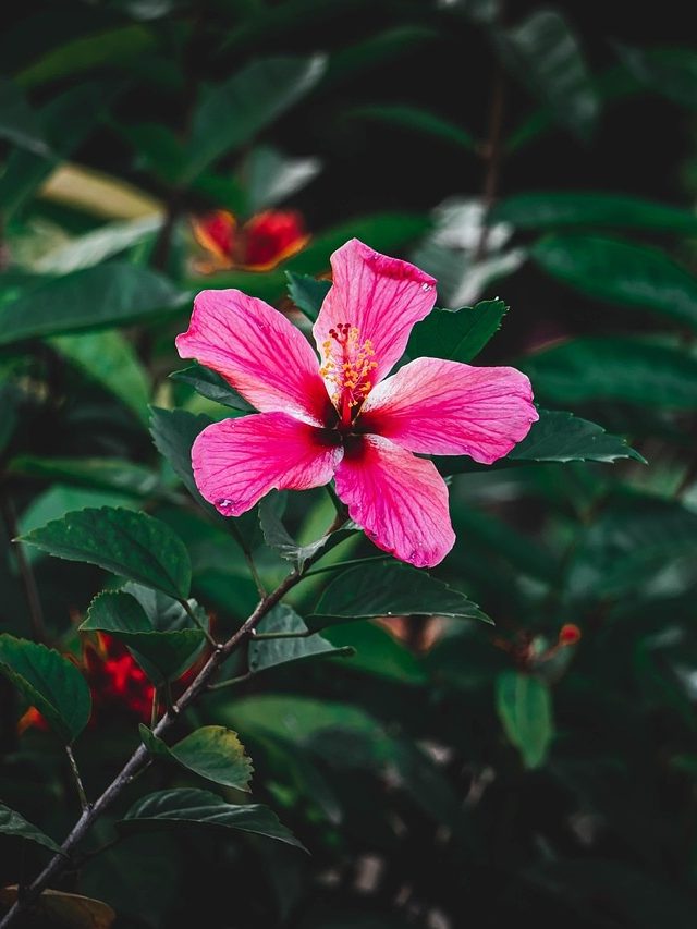 गुड़हल के पौधे पर नहीं लगेंगे कीड़े, अपनाएं ये देसी उपाय