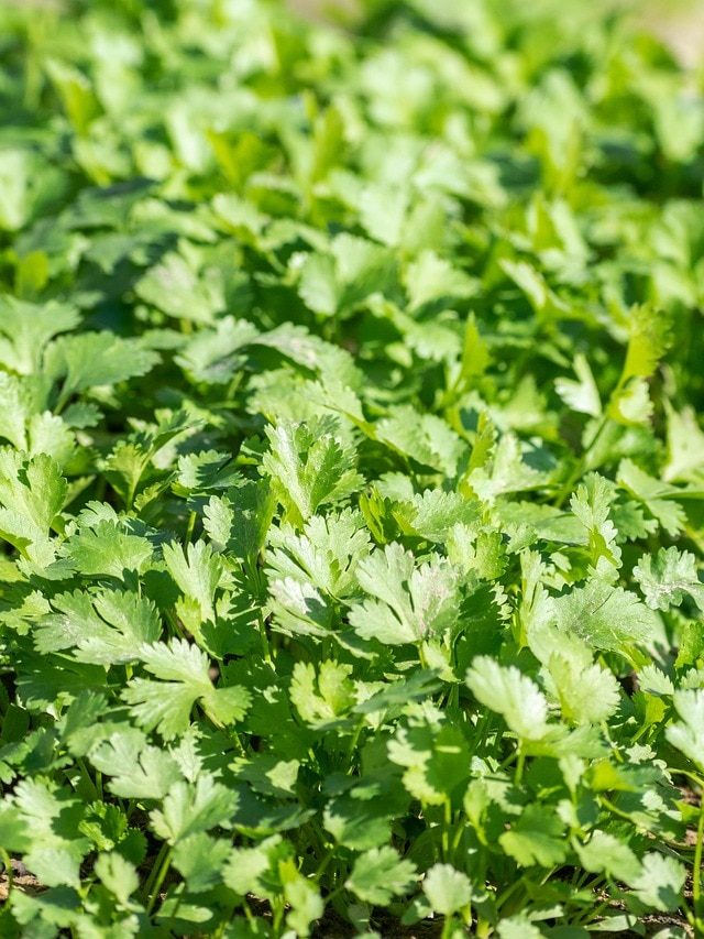 सिर्फ 20 दिन में गमले में उग जाएगा हरा धनिया, ये है प्रोसेस