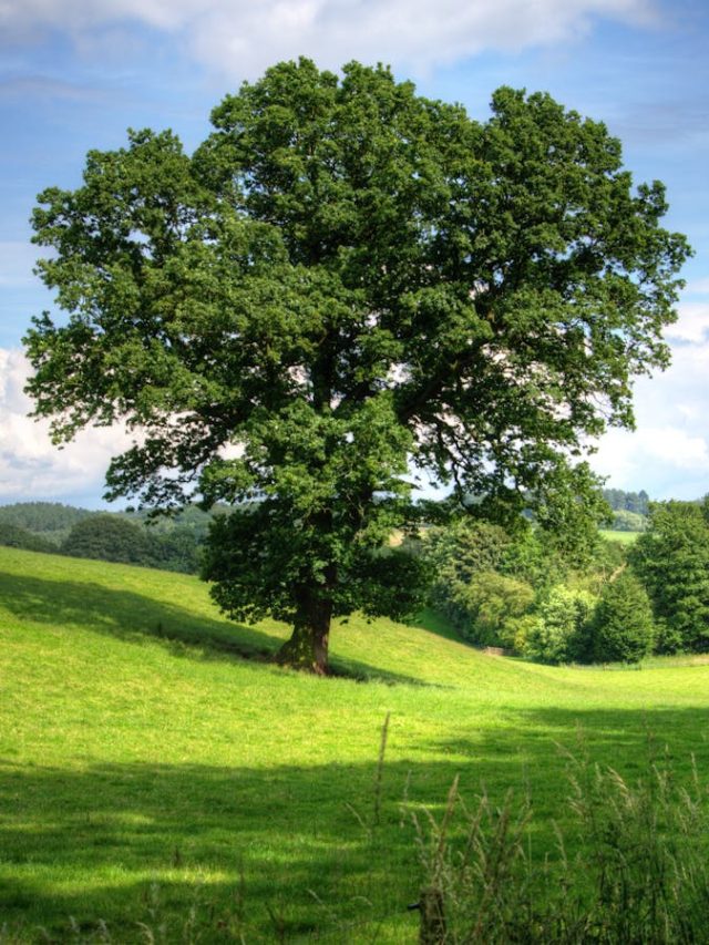 कौन-सा पेड़ सबसे ज्यादा ऑक्सीजन देता है, क्या वाकई पीपल है इसका जवाब?