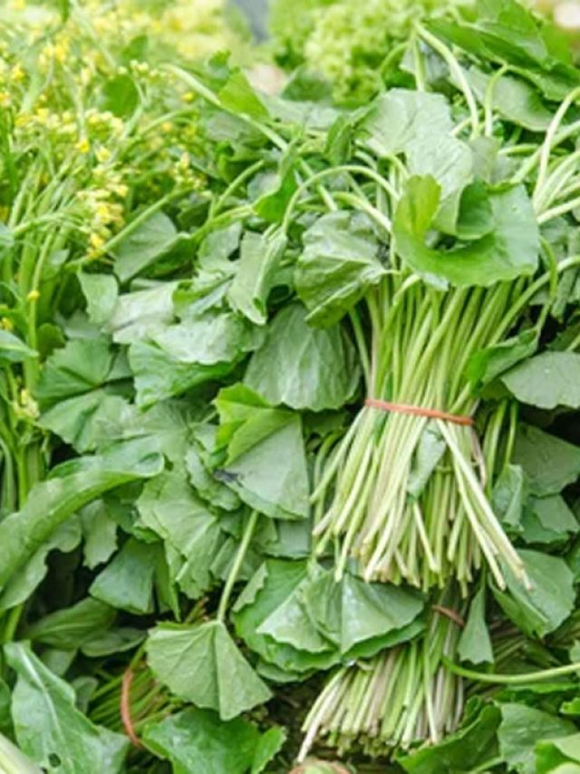 রাতে শাক কেন খেতে নেই? কারণ জানালেন মা-ঠাকুরমারা