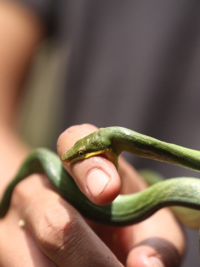 Bitten by Fear: The Deadly Myths Behind Non-Venomous Snake Attacks