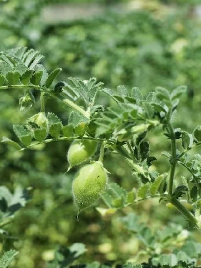 चने की फसल की ऐसे करें सही देखभाल, मिलेगी ज्यादा पैदावार