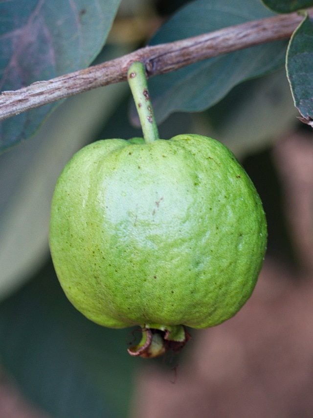 इस तरह गमले में उगाएं अमरूद, जल्द मिलने लगेंगे फल